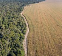 deforestation-cerrado