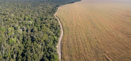 deforestation-cerrado