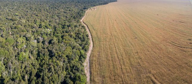 deforestation-cerrado