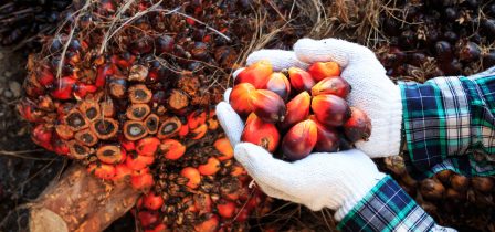 palm oil seeds